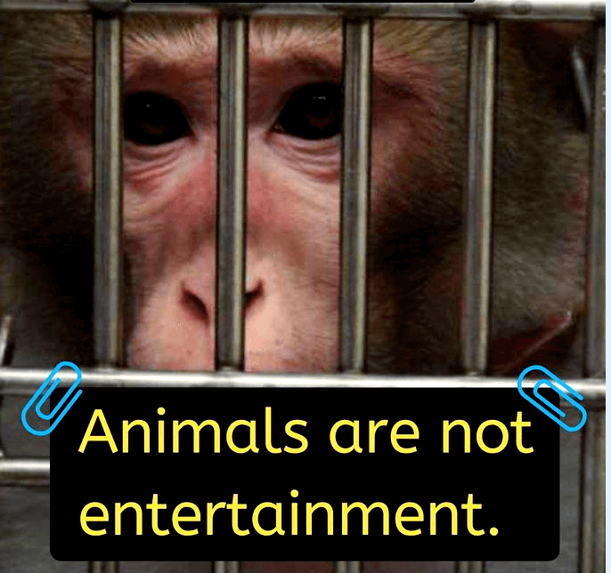 Animals are not entertainment