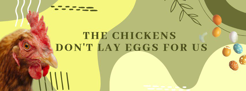 Chickens do not lay eggs