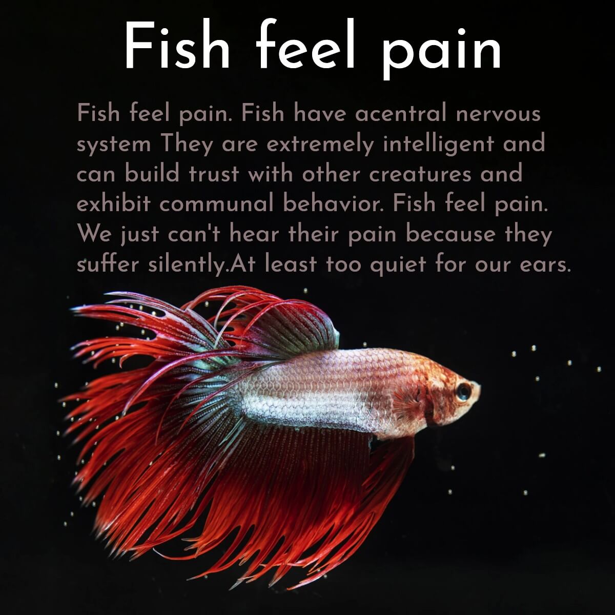 Fish feel pain