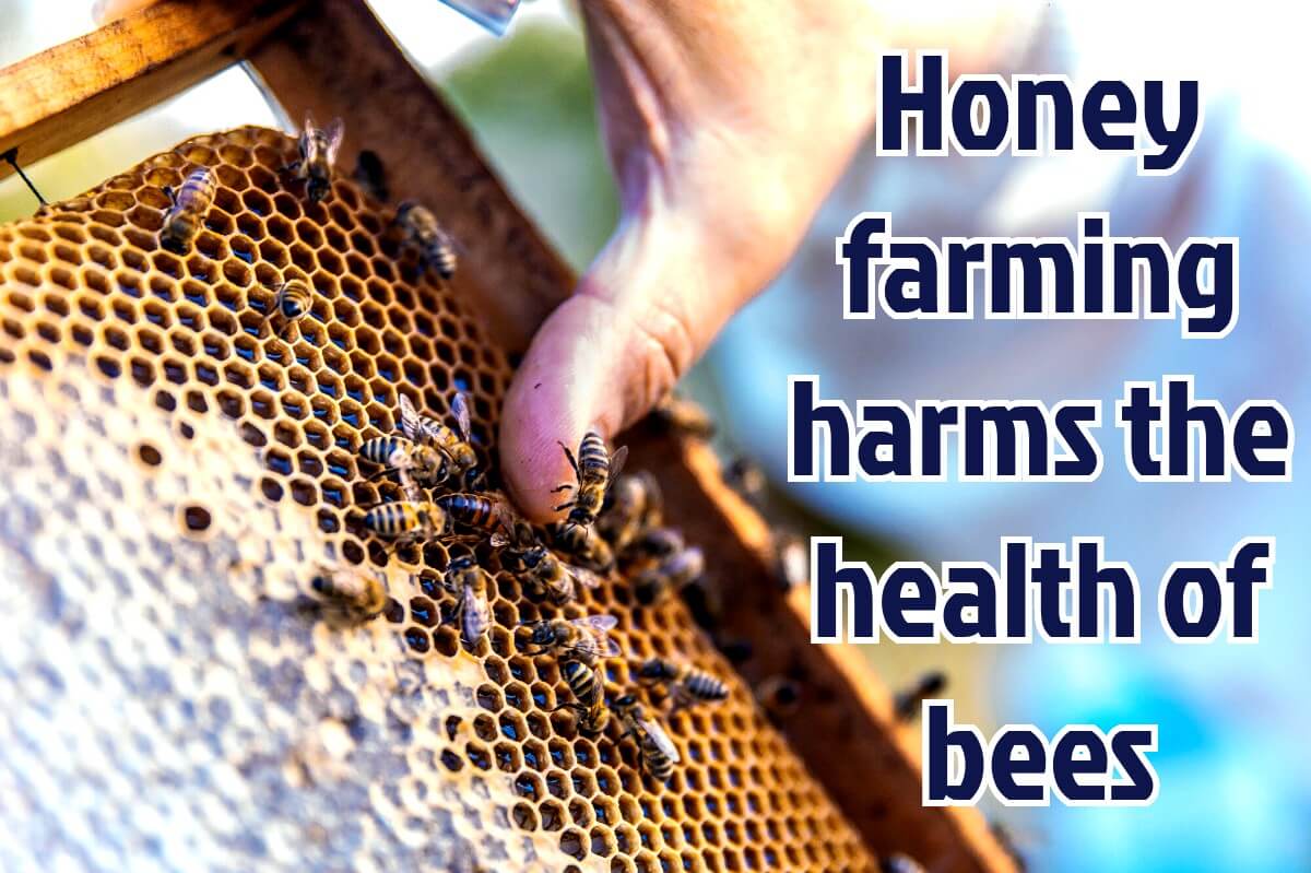 Honey farming harms the health of bees