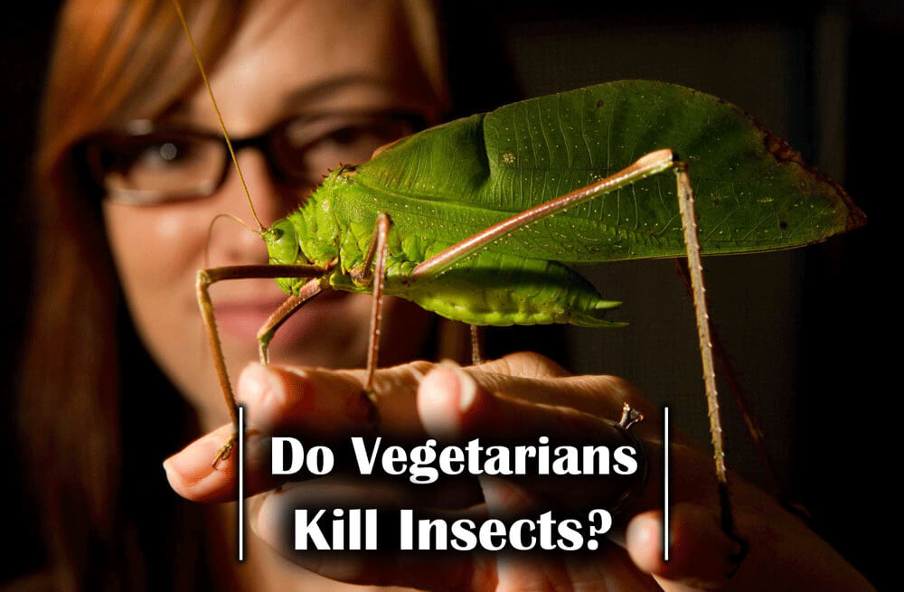 How to deal with bugs without killing them as vegans