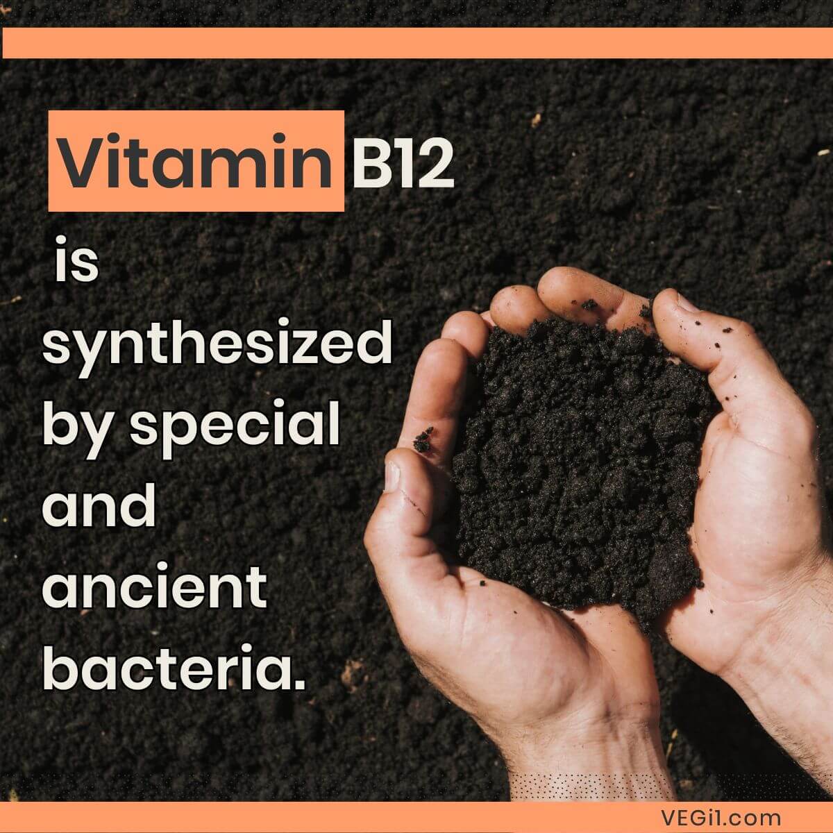 Unlocking the Truth about Vitamin B12: Essential for Vegans & Vegetarians. Explore plant-based sources and supplements for optimal health.