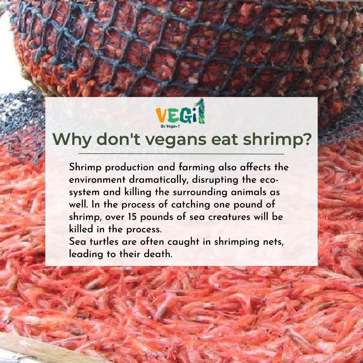 Why don't vegans eat shrimp?