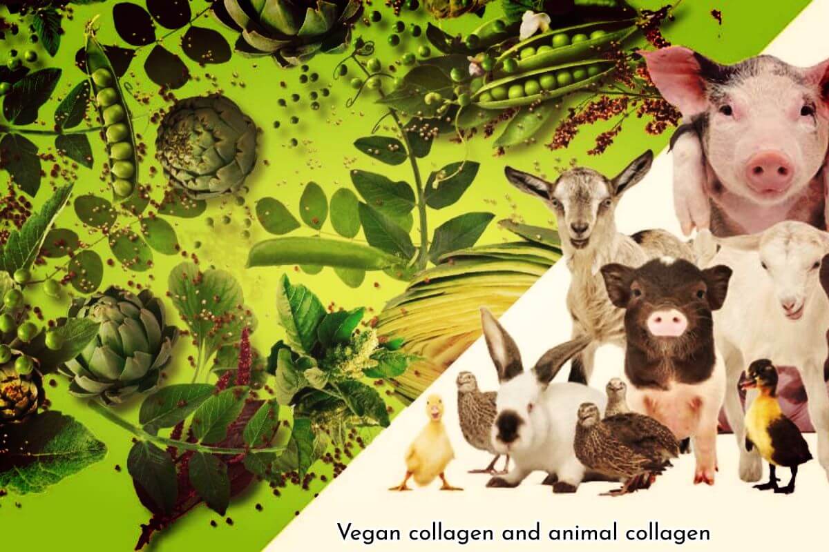 Vegan collagen and animal collagen