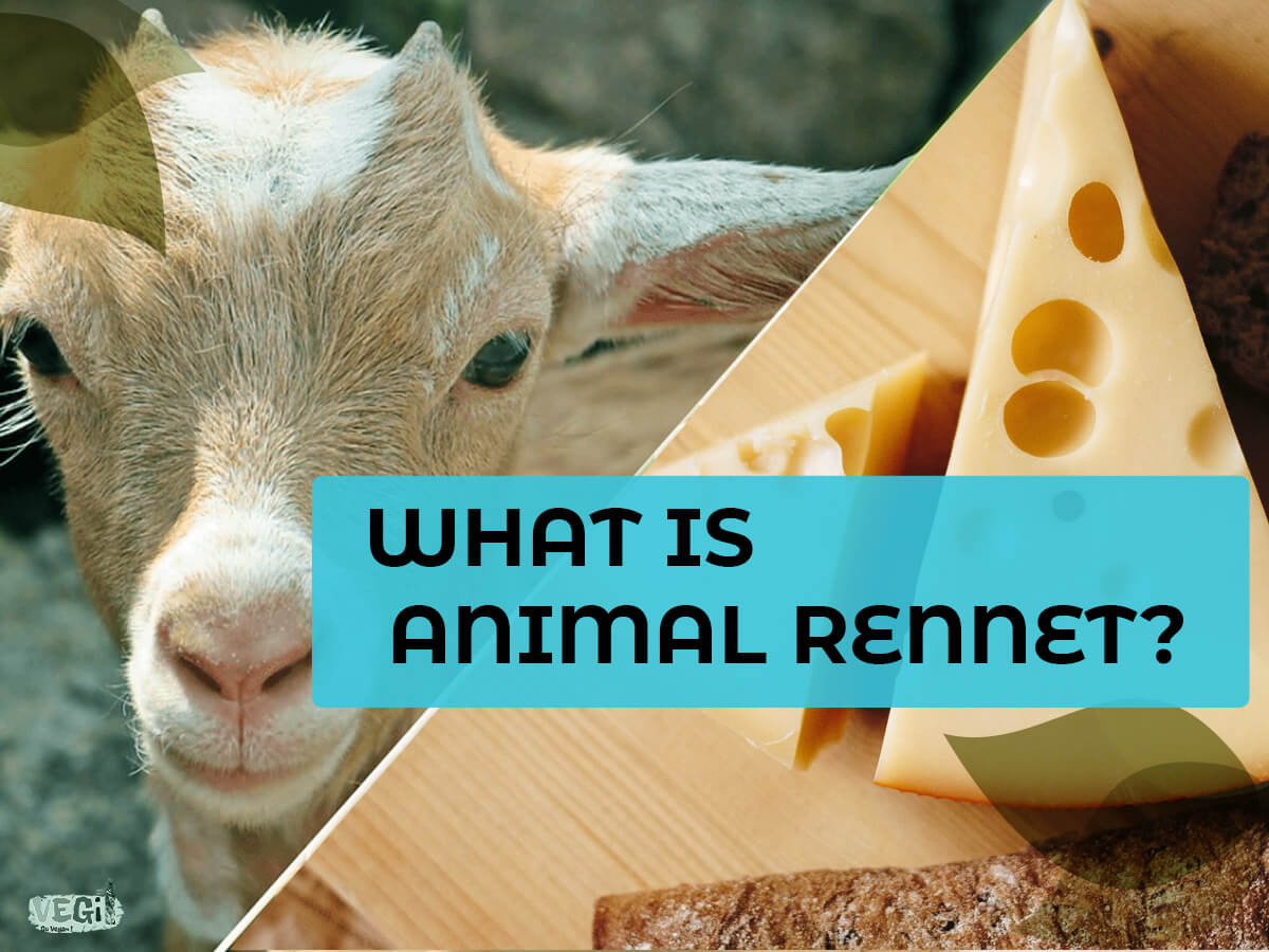 WHAT IS ANIMAL RENNET