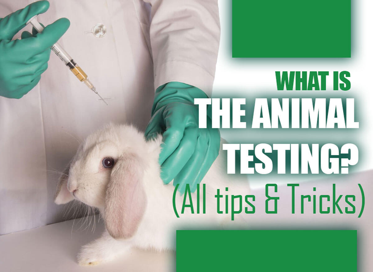 What is the Animal Testing?🌱VEGi1