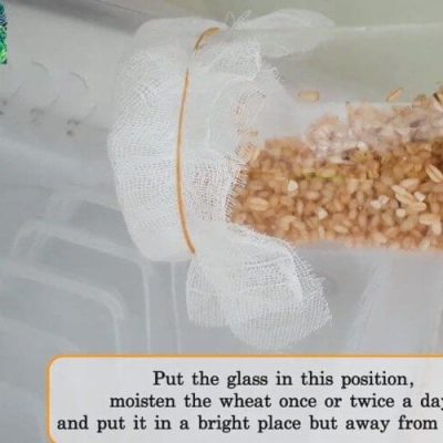 Put the glass in this position, moisten the wheat once or twice a day, and put it in a bright place but away from the sun and give it time to sprout like this.