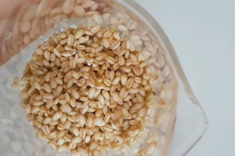 Soak the wheat for 24 hours and pass it through a filter, pour it into the jar, and close the lid using a cloth or net so that the air passes through