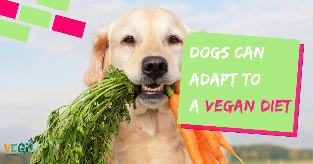 Here's a guide for pet parents on how to feed your dog a vegan diet.