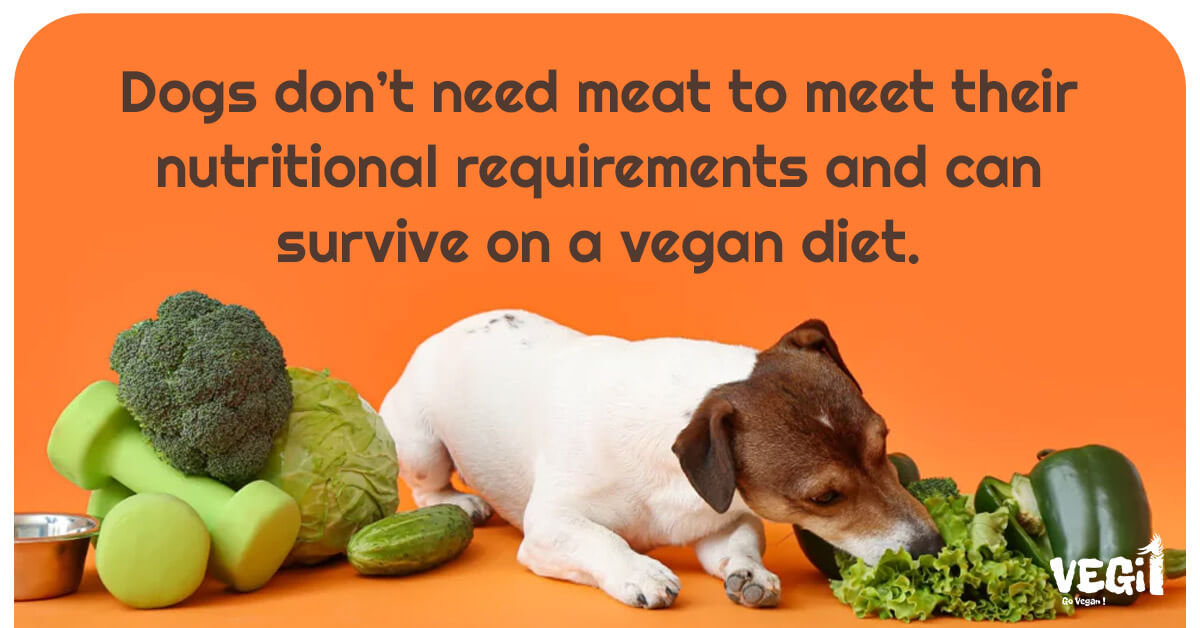Dogs don’t need meat to meet their nutritional requirements and can survive on a vegan diet.