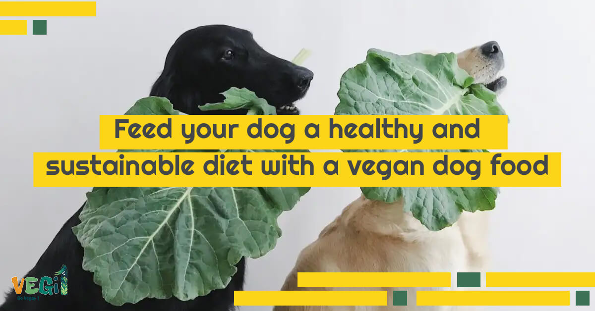 Vegan dog diet: A complete guide for pet parents