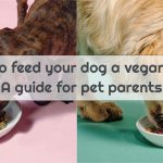 Vegan dog food: A guide to feeding your furry friend.