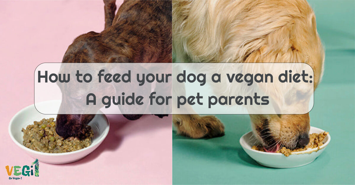 Vegan dog food: A guide to feeding your furry friend.