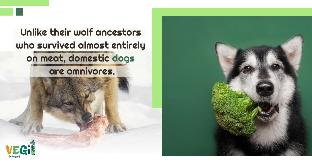Unlike their wolf ancestors who survived almost entirely on meat, domestic dogs are omnivores.
