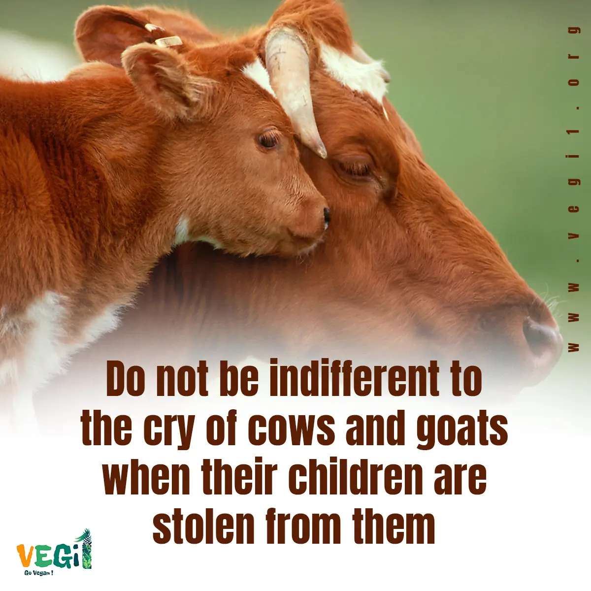 Do not be indifferent to the cry of cows and goats when their children are stolen from them