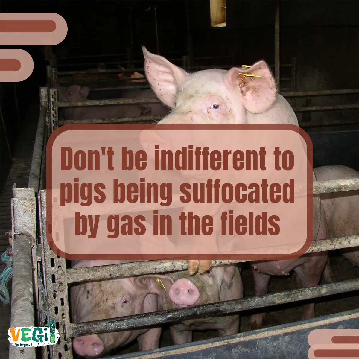 Don't be indifferent to pigs being suffocated by gas in the fields