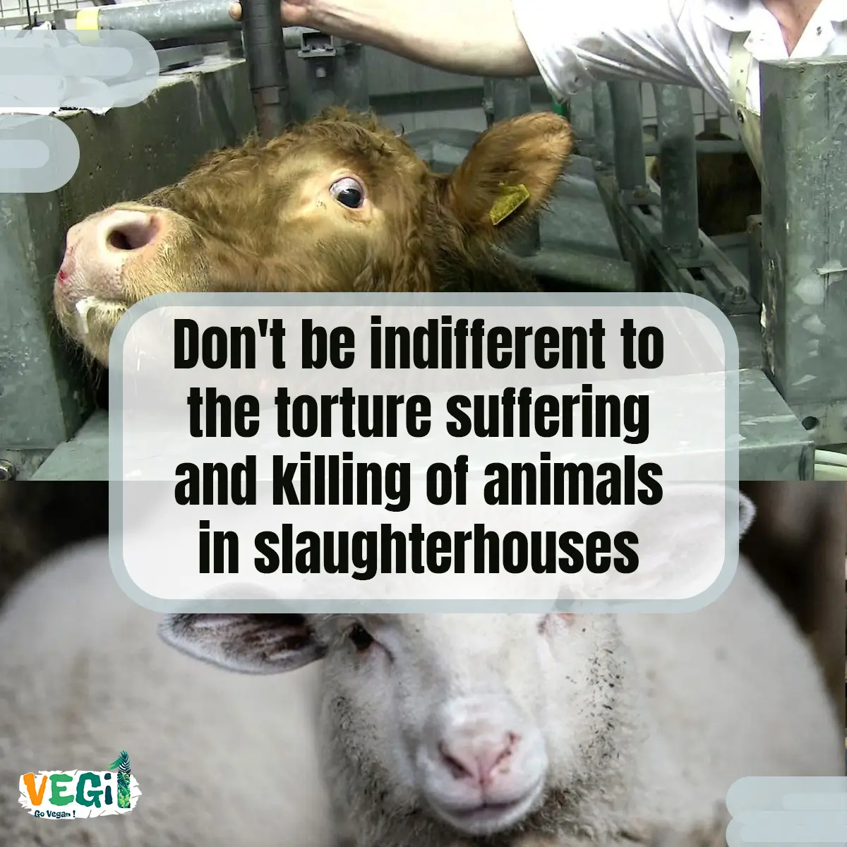 Don't be indifferent to the torture suffering and killing of animals in slaughterhouses