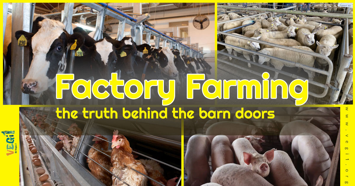 The Ugly Truth About What Happens Behind Farm Doors