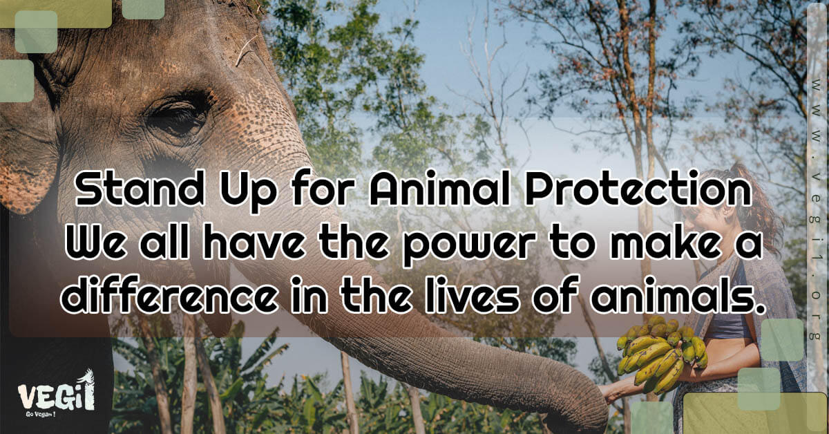 Become an animal hero with these simple actions you can take right now to make a difference.