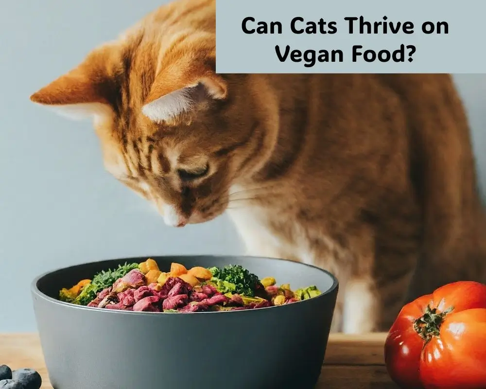 Wondering if your feline friend can thrive on a plant-based diet? We've got you covered! This guide explores the world of vegan cat food, its benefits, and the top brands to consider.