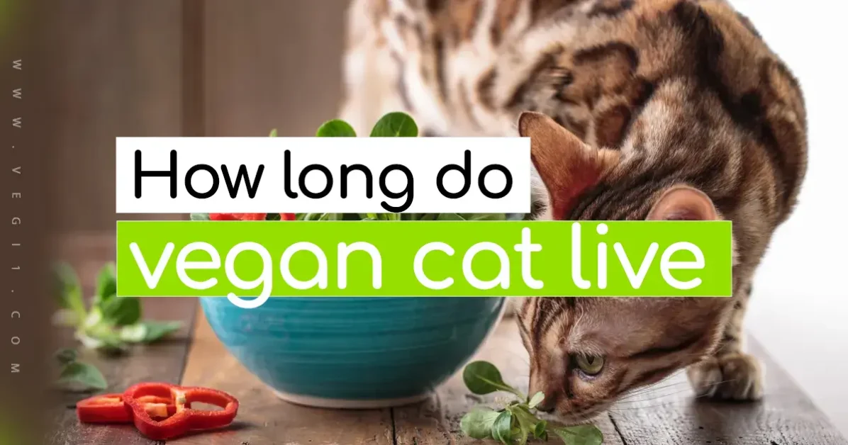 How long do vegan cats live🌱VEGi1