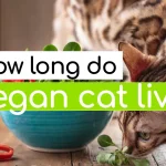 How long do vegan cats live
