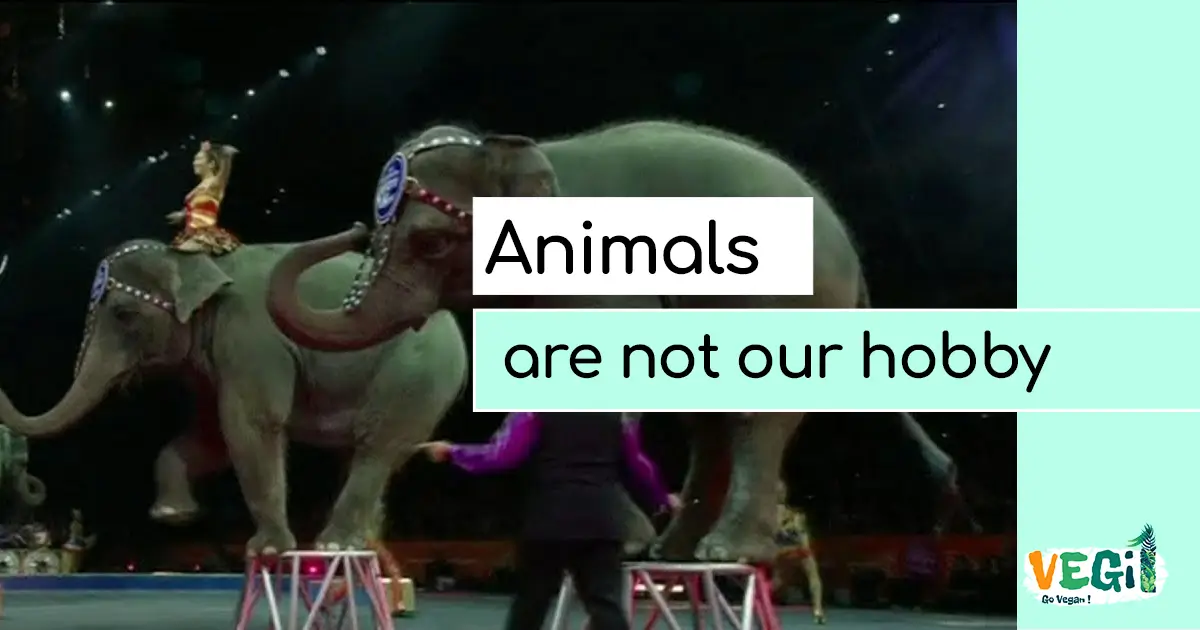 The Dark Side of Entertainment: Are Animals Paying the Price for Our Fun?