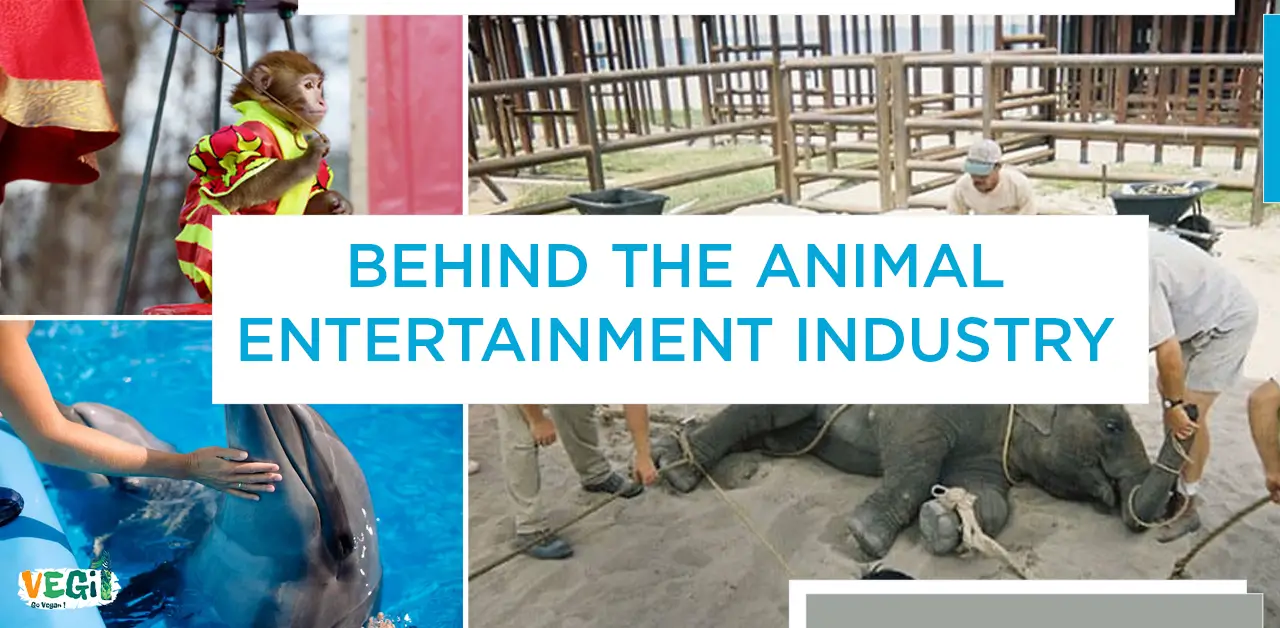 Unmasking the Dark Side: The Truth Behind Animal Entertainment and Pets