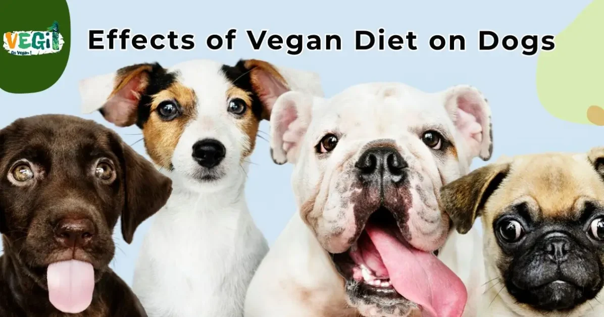 Effects of Vegan Diet on Dogs